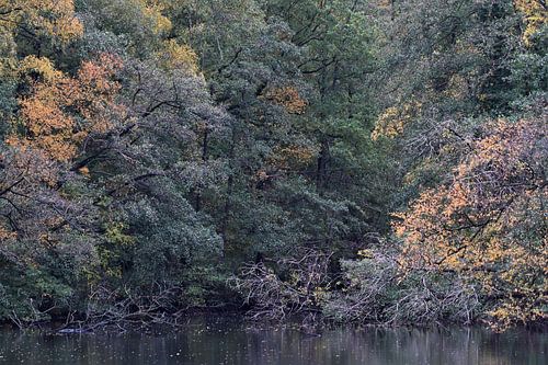 Forêt d'automne