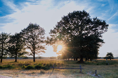 Licht tussen de bomen