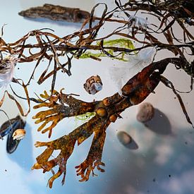 Seaweed, mussel shells, sand and other stranded goods arranged o by Maren Winter