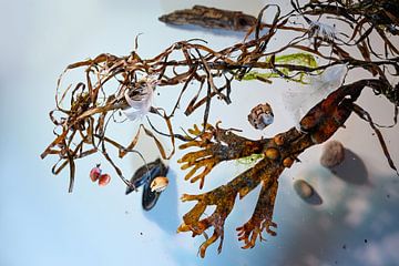 Seaweed, mussel shells, sand and other stranded goods arranged o by Maren Winter