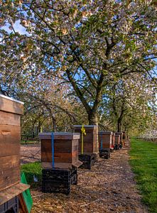 Bienenstöcke im Obstgarten