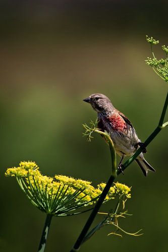 Chaffinch on fennel