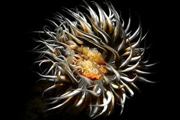Sea anemone in the Oosterschelde estuary