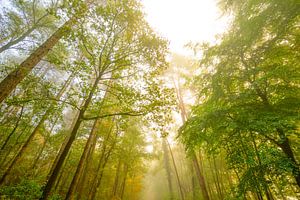 Atmosphärischer Wald im Herbst mit Nebel in der Luft