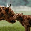 Moment tendre de vaches Highland sur Dave Adriaanse - Photography