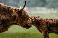 Intiem moment tussen Schotse hooglanders