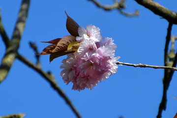 Strauß Kirschblüten