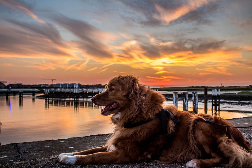 Genietende hond by Glenn Collyns