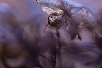Uitgebloeide Hortensia | Paars en Bruin | Natuur van Nanda Bussers