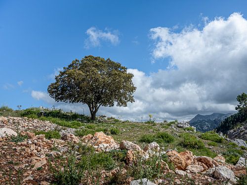Eenzame boom in de Sierra Nevada Spanje