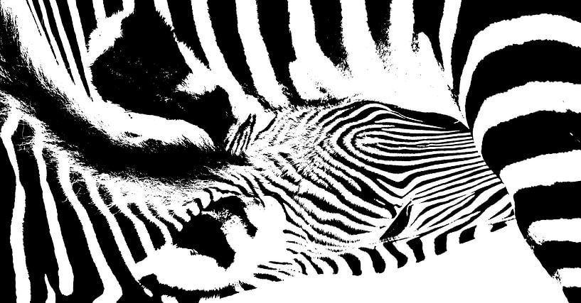Zebra Mutter und ihrem Fohlen schwarz weiss von Werner Lehmann