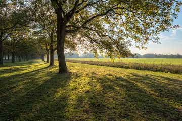 Prachtige notenbomen