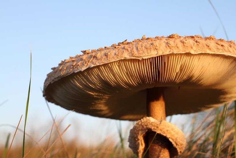 Paddestoel par Raymond Zonneveld
