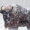 European bison in the snowstorm by gea strucks