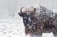 European bison in the snowstorm
