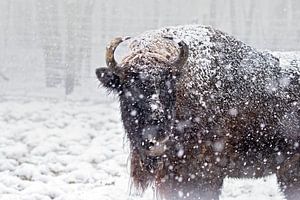 Europäischer Bison im Schneesturm