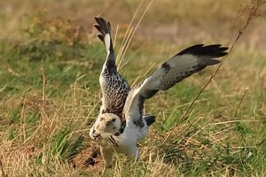 Bussard