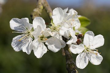 fleur de pruneau en fleurs sur une branche d'arbre fruitier sur Ger Beekes