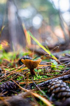 Paddenstoel met Dennenappels
