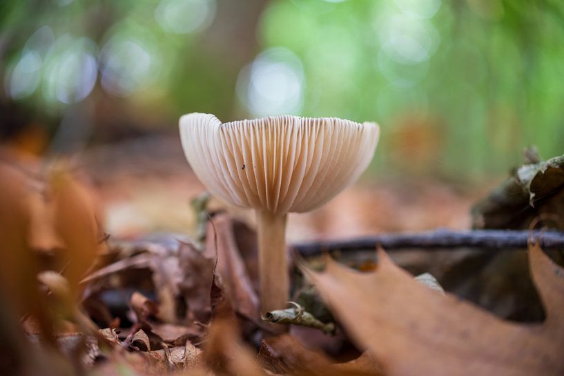 Champignons Rhenen par Bart van den Dikkenberg