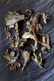 Salbei von Thomas Jäger