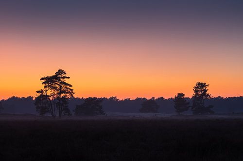 Oranje Gloed Drunense Duinen