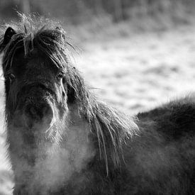 Stallion sur Mariska Hofman