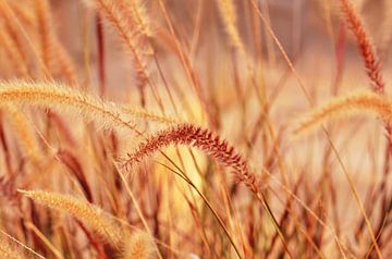 Automne sur Violetta Honkisz