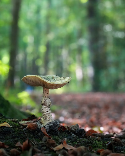 Amanite verte