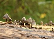 Mushrooms on tree trunk by Samira Geerdinck thumbnail