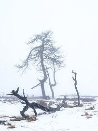 The landscape of the "Dead Trees by Eddy Westdijk