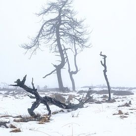 Het landschap van de 'Dode Bomen' van Eddy Westdijk