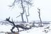 Het landschap van de 'Dode Bomen' van Eddy Westdijk