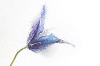 Bloem in ijs | Bloemenfotografie