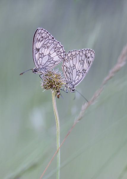 Checkerboard butterflies with soft background by Tara Kiers