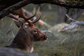Fallow deer rutting season by Christa Clerx