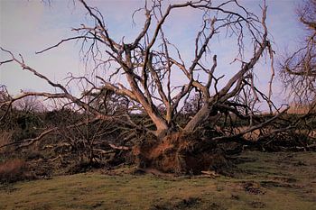 Tree struck by storm