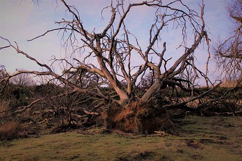 Vom Sturm getroffener Baum