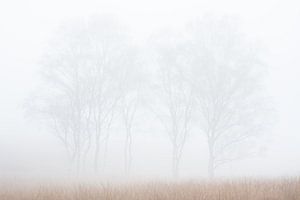 Un petit groupe de bouleaux dans le brouillard sur Danny Slijfer Natuurfotografie