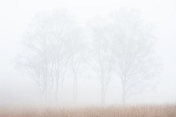 Kleine Birkengruppe im Nebel