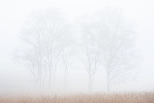 Klein berkengroep in de mist
