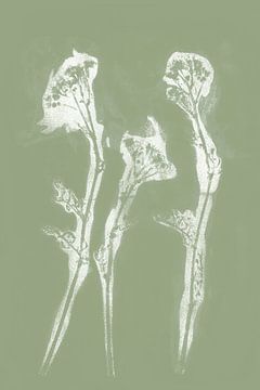 White flowers in retro style. Modern botanical minimalist art in pastel sage green by Dina Dankers