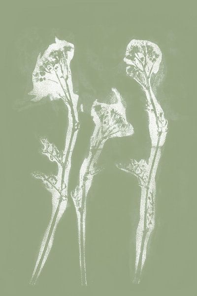 Weiße Blumen im Retro-Stil. Moderne botanische minimalistische Kunst in Pastell Salbeigrün von Dina Dankers