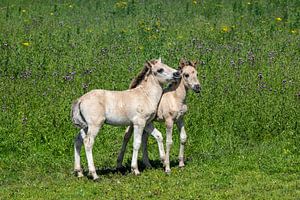 Chevaux Oostvaardersplassen Konik jouant dans l'herbe