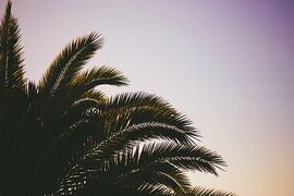 Close-up Palm van Walljar