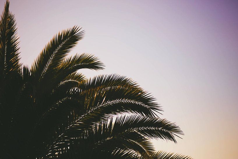 Close-up Palm by Walljar