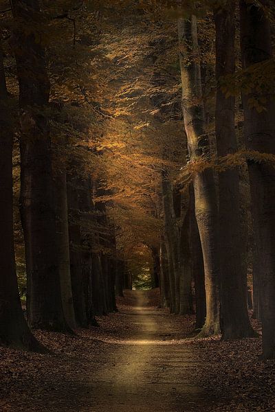 Autumn Alley van Rigo Meens