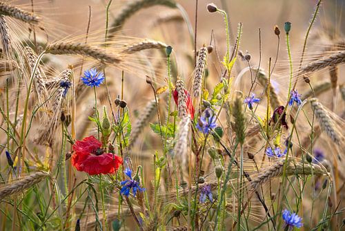 Zomerweidepoëzie - korenbloemen & klaprozen in een gouden korenveld van Tanja Riedel