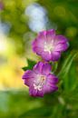 Rosa Wildblumen von Corinne Welp Miniaturansicht