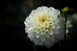 White dahlia by Lisanne Keijzer